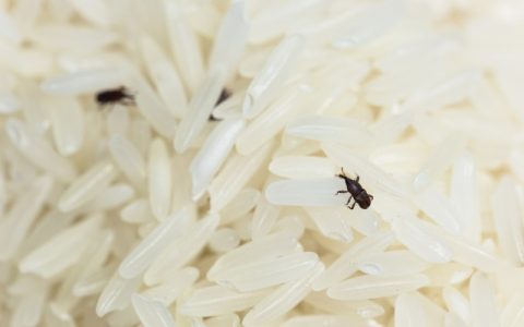 大米生虫子处理小诀窍 5种方法彻底清除