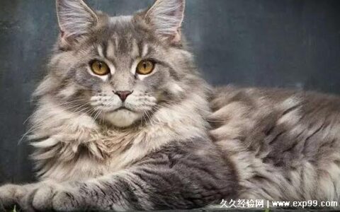 缅因猫多少钱一只2022 5000元-20000元