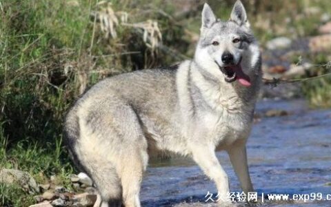 捷克狼犬幼犬多少钱一只 一般在10000元