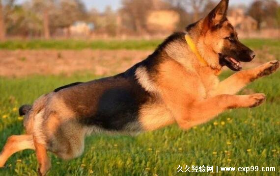 一只纯种德牧犬多少钱 幼犬只近千元