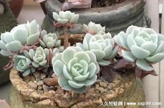 多肉植物夏天怎么养护 这3点要注意