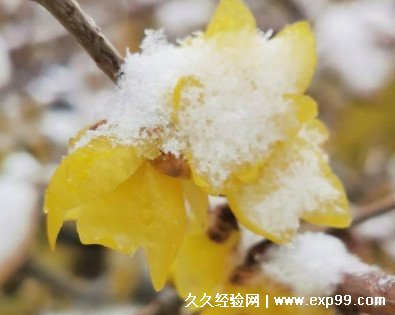 腊梅与梅花是一种花吗 有什么区别