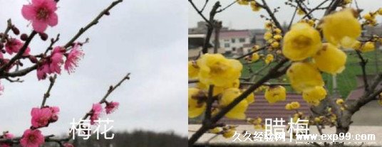 腊梅与梅花是一种花吗 有什么区别