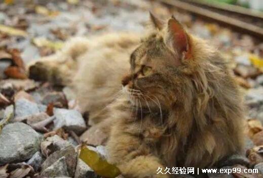 猫咪临死前有什么征兆 六个表现