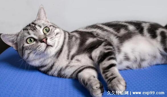 虎斑猫多少钱一只幼崽 纯种的最低1500元