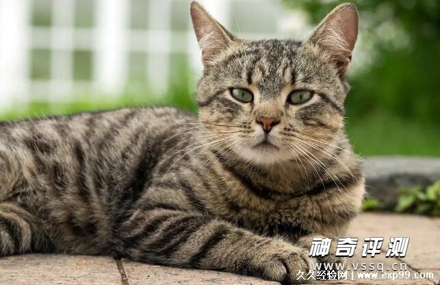 虎斑猫多少钱一只幼崽 纯种的最低1500元