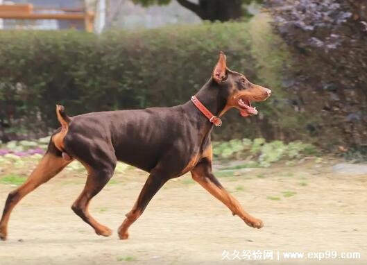 纯种杜宾犬价格多少钱一只 至少3000元