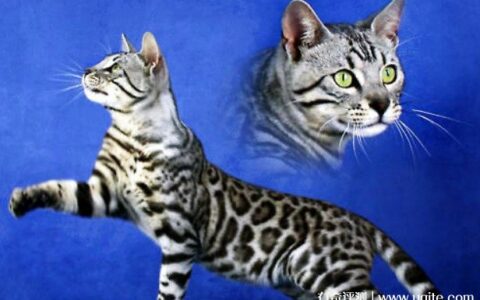 孟加拉豹猫市场价多少 10000元到20000元