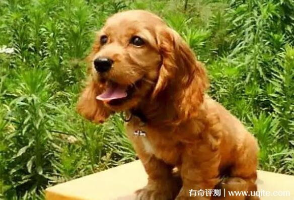 纯种可卡犬价格多少钱一只 在1700元左右