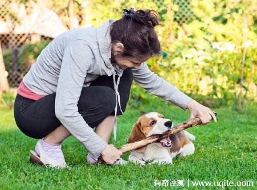 比格犬为什么很少人养 精力旺盛容易扰民