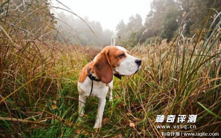 比格犬为什么很少人养 精力旺盛容易扰民