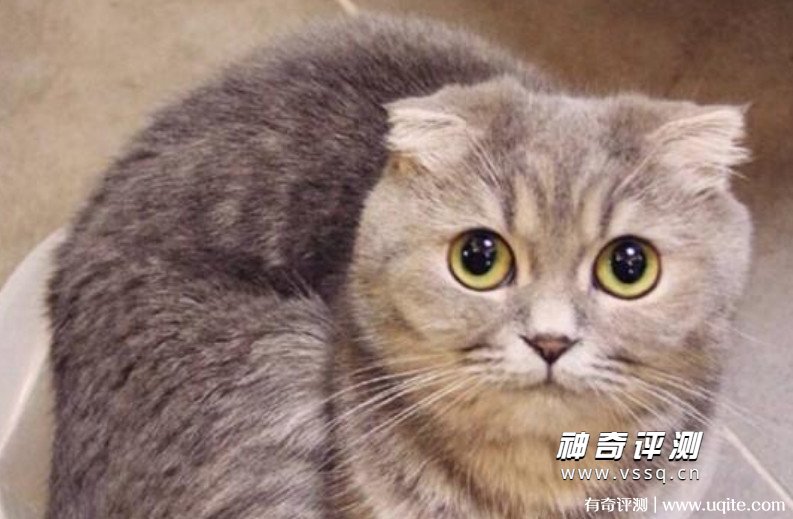 为什么折耳猫不能养 4个原因