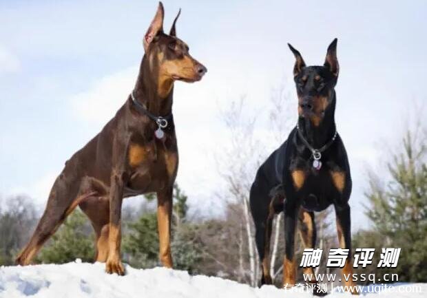 纯种多伯曼犬多少钱 最低3000元