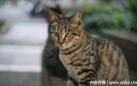 中华田园猫品种大全及图片 盘点5种最常见的猫咪