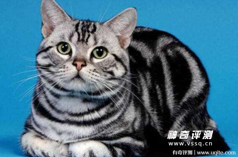 虎斑猫多少钱一只幼崽 价格在1500元到5000元左右