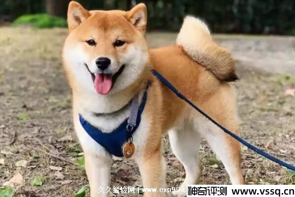 一只柴犬多少钱？柴犬价格2000元到4000元