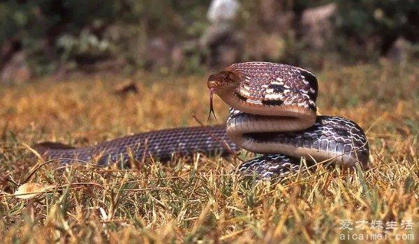 农村十大无毒蛇（图片）乌梢蛇无毒