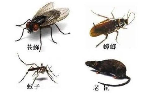 四害是指哪4种生物 苍蝇/老鼠/蚊子/蟑螂四种害虫