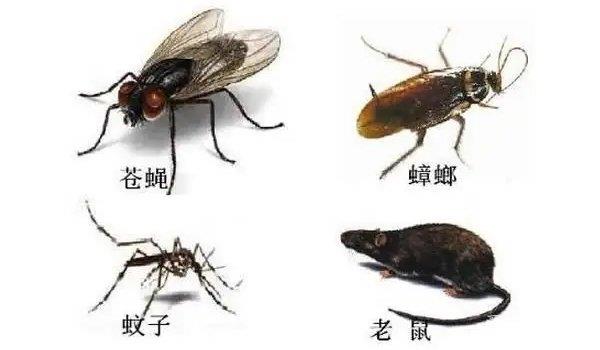 四害是指哪4种生物 苍蝇/老鼠/蚊子/蟑螂四种害虫