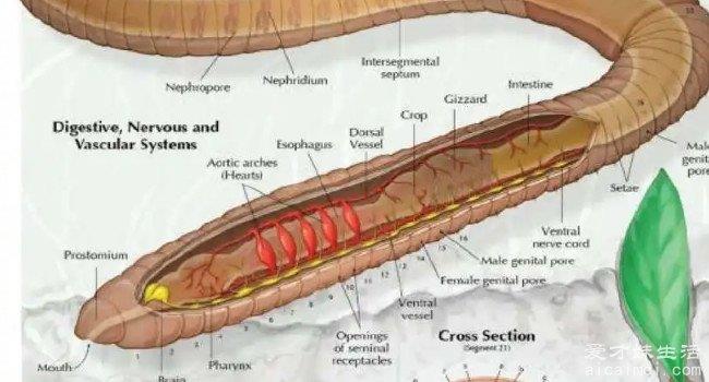 世界上心脏最多的动物 巴洛龙或蚯蚓（蚯蚓有5-10个）