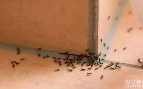 家里有蚂蚁是什么原因？潮湿、腐烂、卫生差