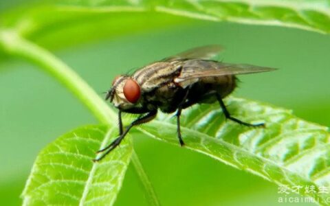 四害是指哪4种 是指苍蝇/蚊子/老鼠/蟑螂(容易传播疾病)