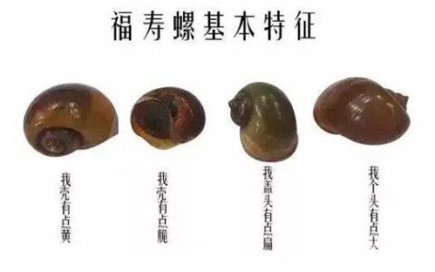 蜗牛能吃吗？福寿螺到底能不能吃？看完你就知道了