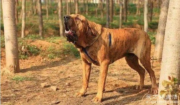 中国十大禁犬 个个凶残容易伤人（藏獒在国内常见）