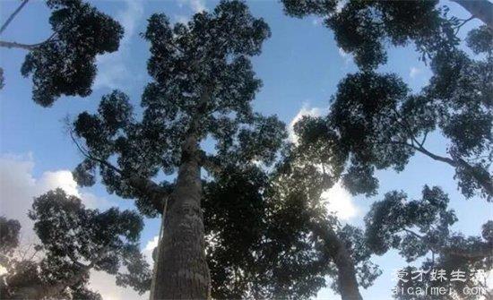 世界上最高的树 杏仁桉树有50层楼高(附前十名榜单)