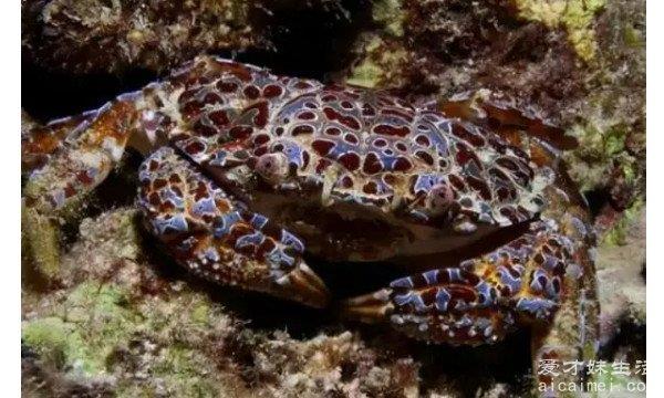 世界上最危险的螃蟹 铜铸熟若蟹(外表是红色的/有着剧毒)