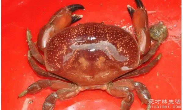 世界上最危险的螃蟹 铜铸熟若蟹(外表是红色的/有着剧毒)