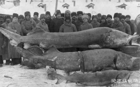 带你了解最大的淡水鱼欧洲鲱鱼体长可达6米体重一吨