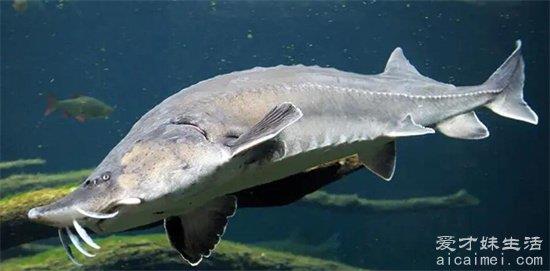 带你了解最大的淡水鱼欧洲鲱鱼体长可达6米体重一吨