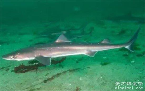 世界上最小的十种鲨鱼，硬背矮鲨，沙虎鲨，铰口鲨