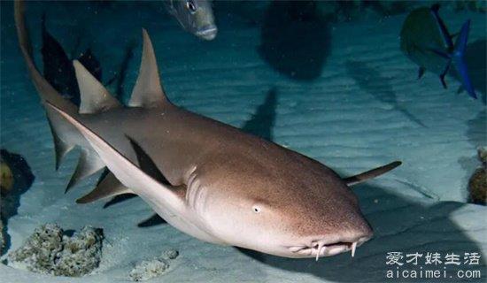 世界上最小的十种鲨鱼，硬背矮鲨，沙虎鲨，铰口鲨