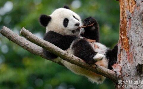 你知道一只熊猫多少钱吗？