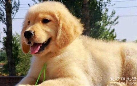 金毛犬700-1万元一只幼崽，纯种金毛多少钱？